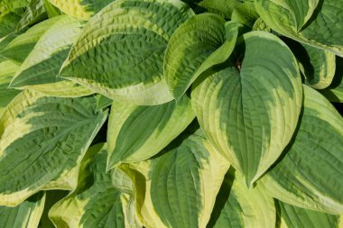 Sarı kenarlı büyük yapraklar.