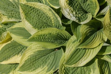 Sarı kenarlı büyük yapraklar.