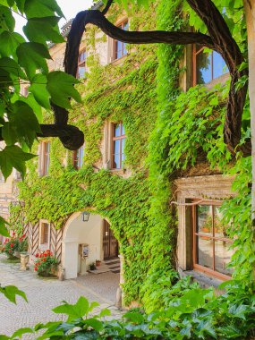 Bina tamamen yemyeşil parlak tırmanma bitkileriyle kaplı, muhtemelen sarmaşık, canlı bir doğal görünüş yaratıyor. Ön planda, bükülmüş bir dal sahneye derinlik ve sanatsal kompozisyon ekler. Kentsel doğa kavramı, yeşillik