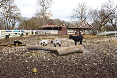 Keçiler bir çiftlik alanında görülürler. Bazı keçiler odunların üzerinde dururken diğerleri otluyor ya da geziniyor. İnsanlar arka plandaki çiftliği ziyaret ediyor. Gökyüzü kapalı..