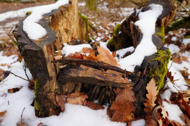 Devrilmiş bir ağaç kütüğü kar ve kuru yapraklarla kaplıdır. Zemin nemli ve etrafta birkaç yaprak daha var. Kış boyunca bir ormanda gün ortası..