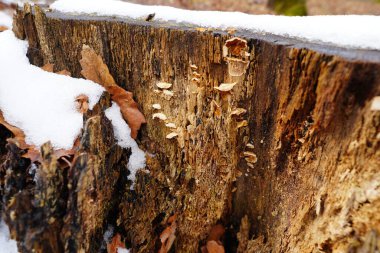 Kışın bir ormanda, kar bir kütüğün üzerinde dinlenir. Mantarlar çürüme belirtileri göstererek ağaç kütüğünde büyürler. Soğuk ortamda kuru yapraklar etrafa saçılmış..