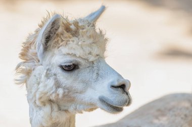 Yumuşak yün ve yumuşak bir ifadeyle tüylü beyaz bir alpakanın yüksek kaliteli yakın plan portresi, doğa ve hayvan temalı içerik için ideal..