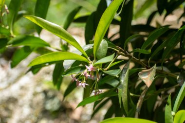 Canlı yeşil yapraklar ve Lempeni veya Ardisia eliptik ağacının pembe çiçek demetleri. Parlak gün ışığında yakalanmış, bitkinin eşsiz botanik dokusunu vurguluyor.