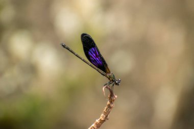 Bir dala tünemiş eşsiz mor desenli siyah kanatlı bir kızböceğinin yakın çekimi. Java ve Sumatra 'ya özgü bu egzotik böcek, sağlıklı bir tatlı su ekosisteminin önemli bir göstergesidir.