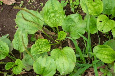 Plantago major 'ın yüksek açılı görüntüsü, geniş yapraklı muz, beyaz adamın ayak izi, waybread, ya da daha büyük bitki. Genellikle salata ve tıbbi amaçlar için kullanılan yapraklar..