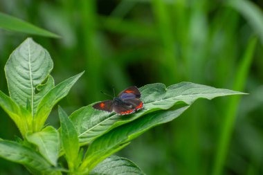 Ludwigia oktavvis yeşil yaprağına tünemiş mor safir kelebeğin (Heliophorus) yakın çekimi, canlı kanat renklendirmesi, ince detaylar ve doğal yaşam ortamlarında ahenk göstermektedir..