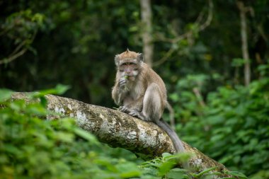 Yengeç yiyen makaklar (Macaca fascicularis) bir kütüğün üzerine tüneyerek, Endonezya 'da yaygın olarak bulunan tanıdık bir primat türünü sergilerler..