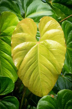 Canlı yeşil tonlar, kalp şeklinde formlar ve taze yağmur damlaları içeren sağlıklı Anthurium andraeanum yapraklarının yakın çekimi.