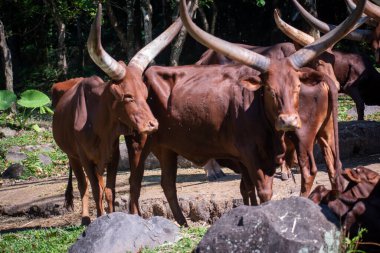 Bir grup Ankole-Watusi sığırı koruma alanında bir arada duruyor. Devasa, uzun boynuzlarını ve kırmızı-kahverengi paltolarını güneş ışığı altında sergiliyorlar..