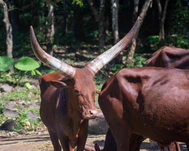 Yeşil bitki örtüsüyle çevrili, korunaklı bir yaşam alanında büyük, eğri boynuzları olan Ankole sığırlarının yakın görüntüsü..