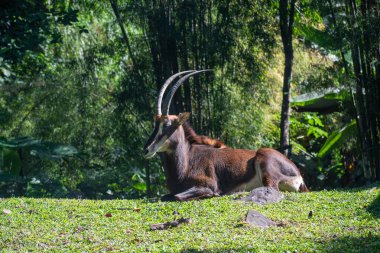 Samur bir antilop (hipopotam niger) sabah güneşinin altında doğal bir bokeh ile güneşleniyor..