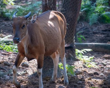 Ağacın altında duran Bos domesticus, Bali sığırı, Bali banteng, Endonezya sığırı veya evcil banteng olarak da bilinir..