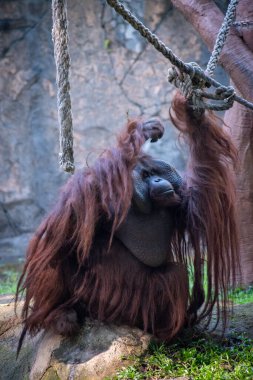 Hayvanat bahçesinde ipe asılı bir Orangutan.