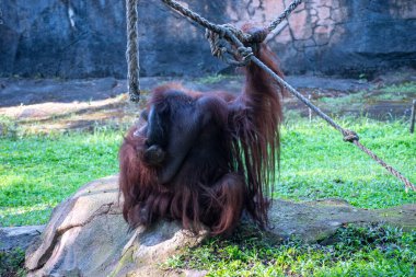 Bir Bornean orangutanı, doğal ortamında asılmak için kullanılan birkaç büyük halatla bir koruma parkında bir kayanın üzerinde oturur..