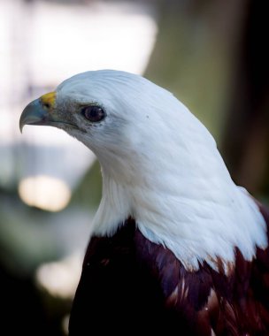 Bir koruma parkında büyük bir Bornean Orangutan 'ın yakınında. Ponginae alt familyasının hayatta kalan tek üyeleri orangutanlardır.
