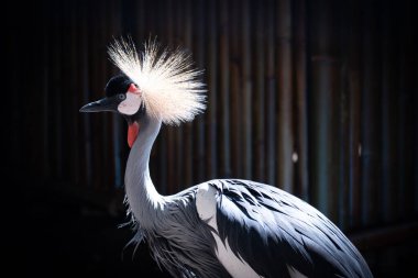 Bir koruma parkında büyük bir Bornean Orangutan 'ın yakınında. Ponginae alt familyasının hayatta kalan tek üyeleri orangutanlardır.