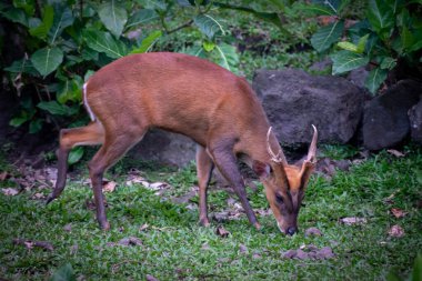 Bir koruma parkında büyük bir Bornean Orangutan 'ın yakınında. Ponginae alt familyasının hayatta kalan tek üyeleri orangutanlardır.