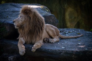 Bir koruma parkında büyük bir Bornean Orangutan 'ın yakınında. Ponginae alt familyasının hayatta kalan tek üyeleri orangutanlardır.