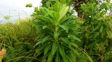 Euphorbia amigdaloides tarlası, öforbiaceae familyasından bir bitki türüdür.