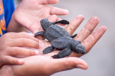 İki yumurtadan yeni çıkmış deniz kaplumbağasını tutan nazik eller deniz koruma projesinin bir parçası olarak kumlu plaja bırakılmaya hazırlar..