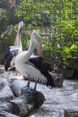 Bir çift Avustralyalı pelikan (Pelecanus conspicillatus) tapınağa yerleşerek sosyal davranışlarını ve çarpıcı siyah beyaz tüylerinin güzelliğini yakalar..