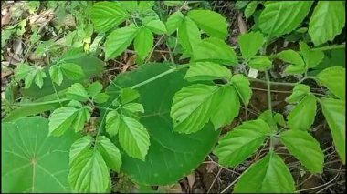 Vahşi doğada yemyeşil yapraklar ve tırmanma saplarıyla yetişen Causonis sarmaşığı. Tropikal bitkiler orman ortamında gelişiyor ve orman manzaralarına doğal güzellikler katıyor..