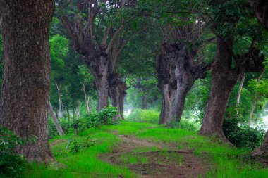 Samanea saman ağaçları tarafından çevrelenmiş yeşil çimenli bir patika, bezelye familyasından çiçek açan bir ağaç türü, Fabaceae, ayrıca saman, yağmur ağacı ve maymun olarak da bilinir..