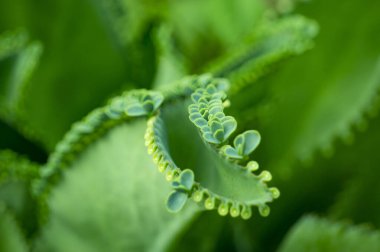 Binlercesinin annesi, Meksika Şapkası bitkisi, Avize bitkisi, Kalanchoe, küçük yapraklı yaprak.