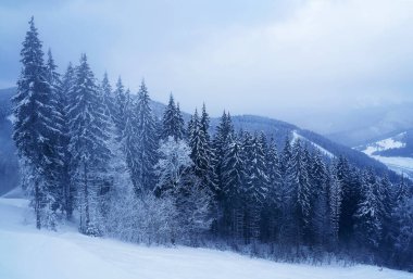 Karlar, sisli kış dağlarında çam ormanlarını kapladı