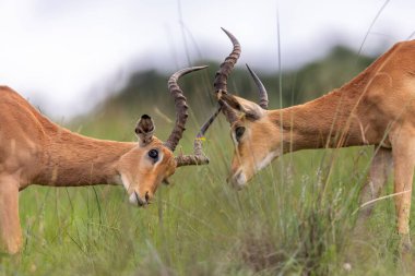 Çiftleşme mevsiminde baskın bir kavgada iki İmpala koçu birbirine girmiş. Afrika 'nın dinamik vahşi yaşam sahnesi vahşi bozkırlarda güç, rekabet ve doğal hayvan davranışlarını yakalıyor..