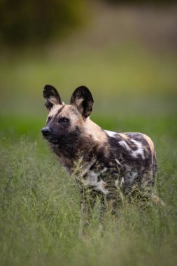 Afrika vahşi köpeği (Lycaon pictus) doğal savanada duruyor. Benzersiz yamalı kürkünü, tetikte duruşunu ve vahşi içgüdülerini gösterir. Vahşi yaşam, koruma ve eğitim içeriği için mükemmel..