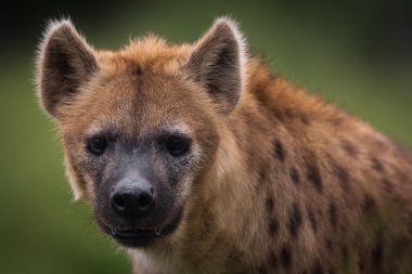 Benekli sırtlan (Crocuta crocuta) doğal ovasında duruyor ve kendine özgü benekli kürkünü ve güçlü yapısını sergiliyor. Afrika vahşi hayatının özünü, yırtıcı davranışlarını ve vahşi doğayı yakalar..
