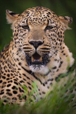 Leopar (Panthera pardus) doğal Afrika habitatında dinlenerek kendine özgü benekli kürkünü ve güçlü, sinsi duruşunu gösterir. Vahşi yaşam, safari, koruma ve eğitim içeriği için mükemmel..
