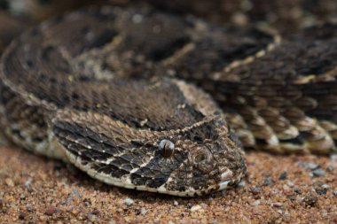 Bir şişme engerek (Bitis arietans) doğal Afrika ortamında dinleniyor. Bu zehirli yılanın kendine özgü ölçeklerini gösterir, vahşi yaşam, eğitim ve koruma tasvirleri için idealdir..