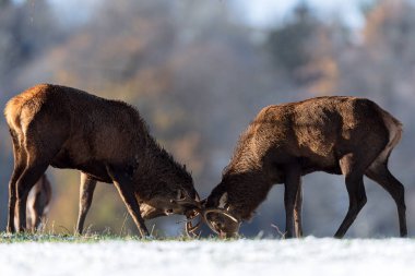 Kızıl geyik (Cervus elaphus), karla kaplı bir arazide durur ve görkemli biçimini, boynuzlarını ve doğal kış yaşam alanını gösterir. Vahşi yaşam, mevsimlik ve koruma görüntüleri için idealdir..