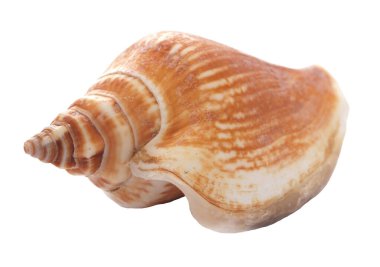 İzole edilmiş beyaz bir zemin üzerinde deniz kabukları