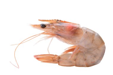 Beyaz arkaplandaki karidesler izole edildi