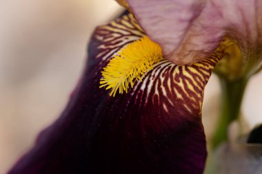 Güzel, sarı, mor, uzun sakallı bir iris çiçeğinin yakın plan makro görüntüsü..