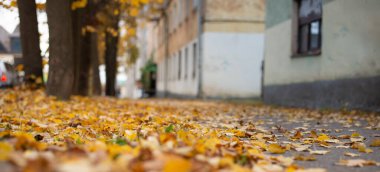 Şehrin sokakları sarı sonbahar yapraklarında boğuluyor. Arka plan Şehir Sonbahar Yapraklara Odaklan. Yüksek kalite fotoğraf