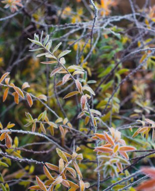 Dar yaprakları buzla kaplı bitkinin güzel sonbahar donuk arka planı. Yüksek kalite fotoğraf