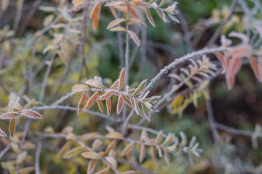 Dar yaprakları buzla kaplı bitkinin güzel sonbahar donuk arka planı. Yüksek kalite fotoğraf