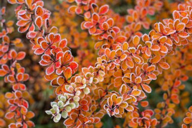 Makro fotoğraf güzel turuncu bitki arka planı. Böğürtlen çalılarının portakallı yaprakları çok güzel. Yüksek kalite fotoğraf