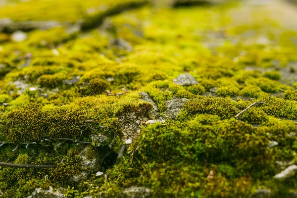 Eski levhanın düz yüzeyi yeşil orman yosunlarıyla kaplıdır, bu da nem eksikliği nedeniyle sarı bir görünüm verir. Yüksek kalite fotoğraf