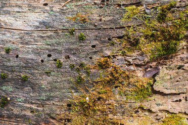 Yosun çatlakları ve termit delikleriyle kaplı eski bir kütüğün güzel yapısının yakın bir fotoğrafı. Orman çürümüş kütük dokusu. Yüksek kalite fotoğraf