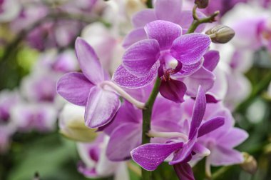 Pembe Pembe Phalaenopsis Afrodit Gece Orkidesi. Fotoğraf Çiçeği Ev Çiçeği 'ni kapatın. Yüksek kalite fotoğraf