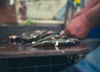 Nehirdeki taze balıkları temizleme ve kesme işlemi. Aşçının elinde bir sürü terazi ve balık. Balığın kesildiği yerin yan görüntüsü. Yüksek kalite fotoğraf
