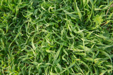 Arka plan çiğ ile taze bahar otundan yapılmıştır. Çimen dokusu yukarıdan görünüyor. Çimenler 10 santimden daha az. Yüksek kalite fotoğraf