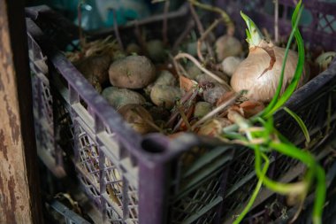 Bir kutu soğan ve patates. Sağdaki ampul büyük, karakteristik kahverengi-beyaz kabuk. Taze yeşil filizler etkin bir şekilde içinden geçerek yeni bir büyümenin başlangıcını gösteriyor.