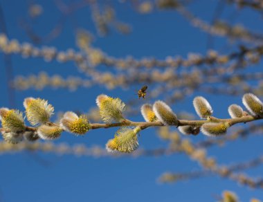 Mavi gökyüzünde çiçek açan kabarık tomurcukları olan söğüt dalları. Tomurcuklar çoktan açıldı, sarı pudingler ortaya çıktı. Dallarda açık çiçeklerden polen toplayan arılar var. Yakınlarda bir arı uçuyor..